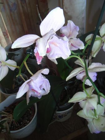 Orchidee1_kl