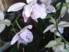 Orchidee1_kl