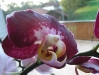 Orchidee2_kl