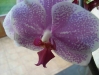 Orchidee3_kl