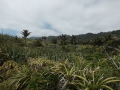Neuseeland_2014_Tour_7_Pancake_02