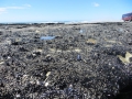 Neuseeland_2014_Tour_9_43