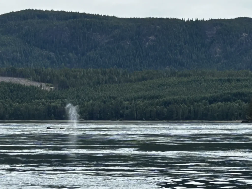 03 - Campbell River - Whale Watching