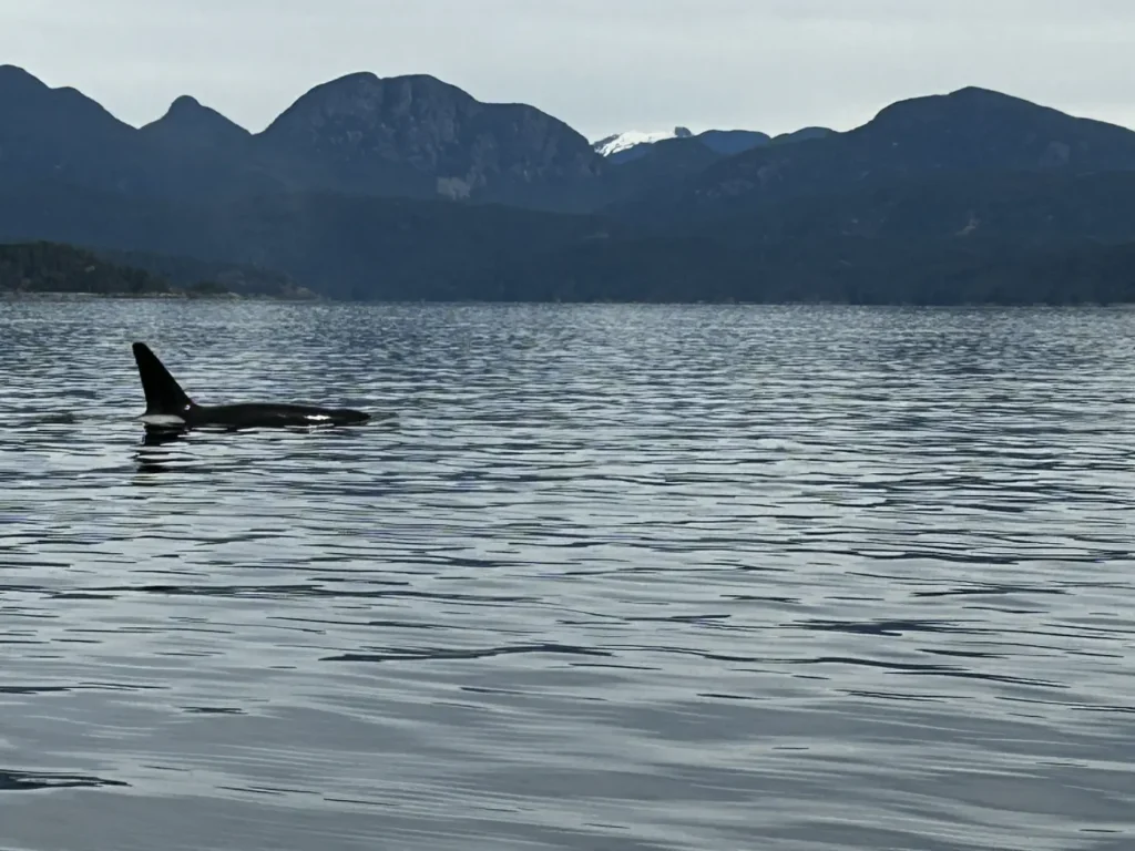 04 - Campbell River - Whale Watching