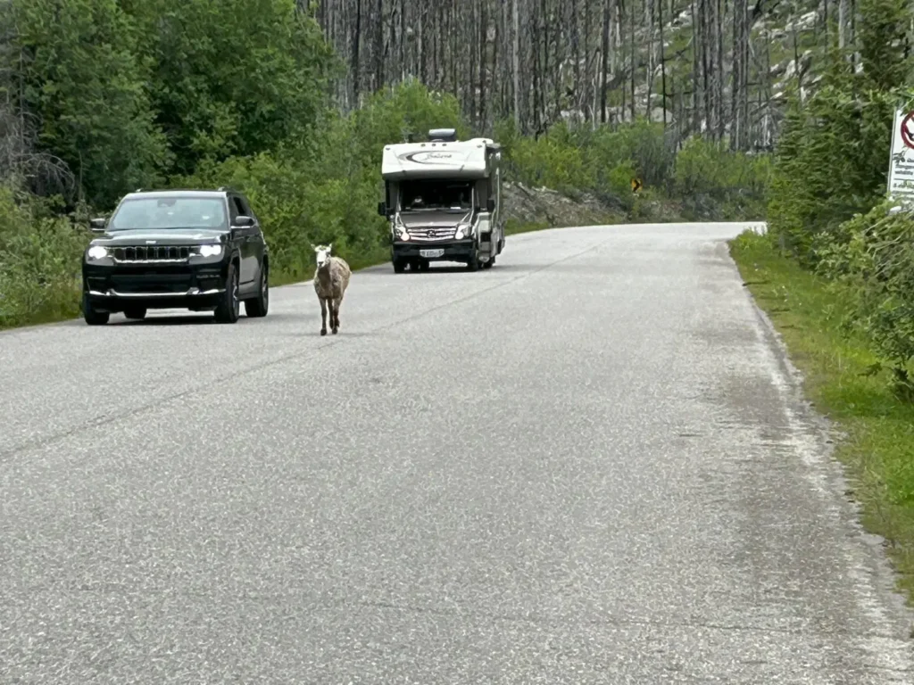 Maligne Lake Road -Dickhornschaf -Bighorn Sheep