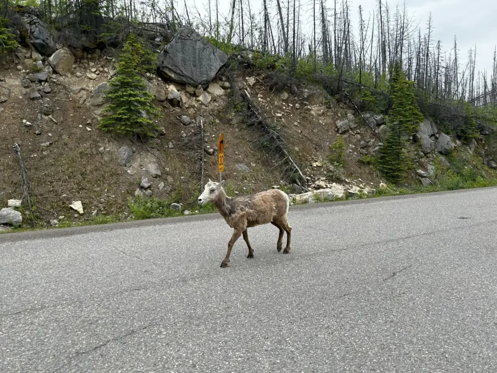 Maligne Lake Road -Dickhornschaf -Bighorn Sheep