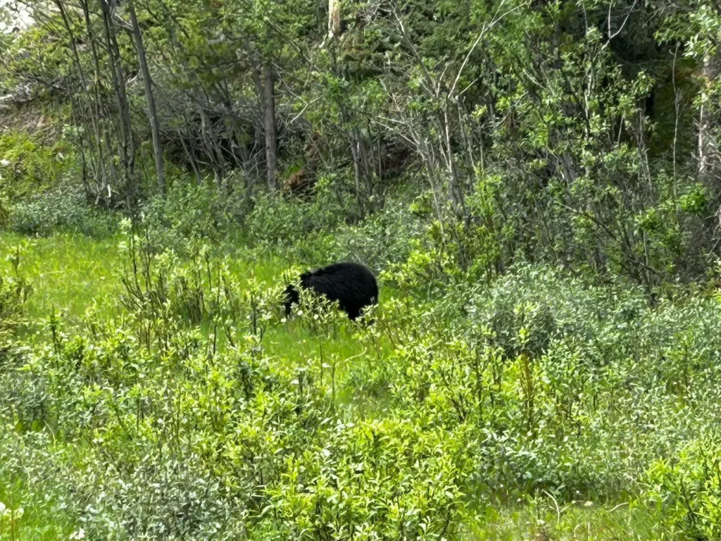 Schwarzbär