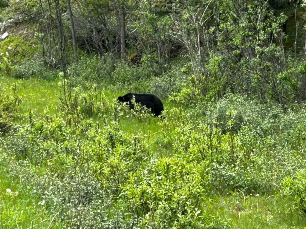 Schwarzbär