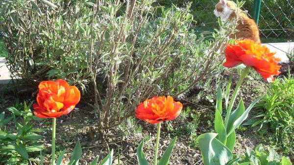 Gartenimpressionen im April