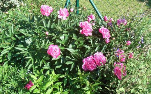 Gartenimpressionen Mai 2009 – Teil 2
