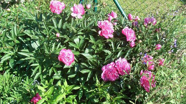 Gartenimpressionen Mai 2009 – Teil 2