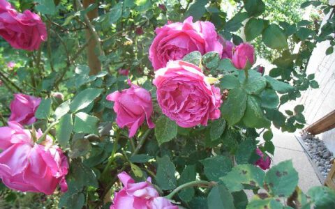 Gartenimpressionen Mai/Juni Juli