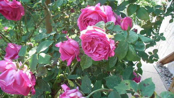 Gartenimpressionen Mai/Juni Juli