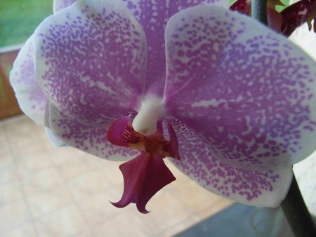 Orchidee3_kl
