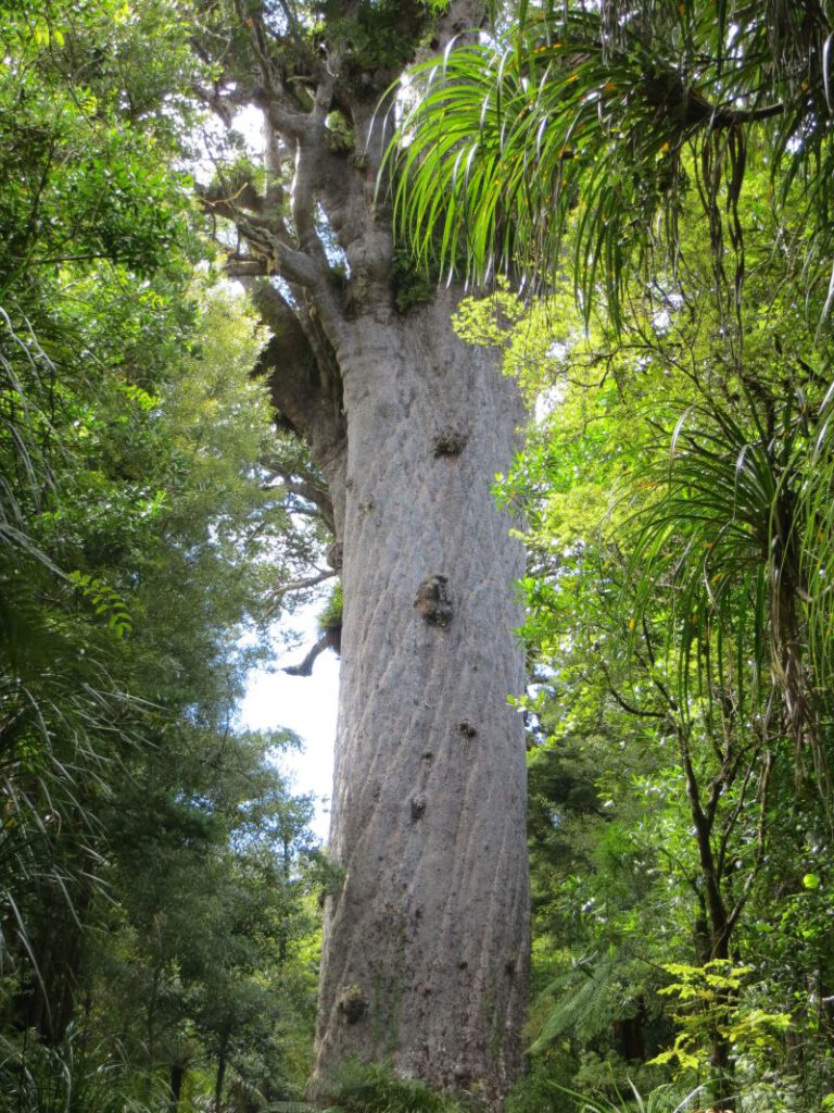Neuseeland_2014_Tour_18_24