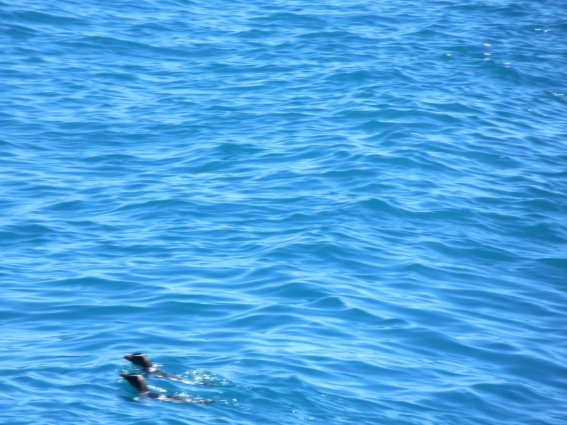 Neuseeland_2014_Tour_3_047
