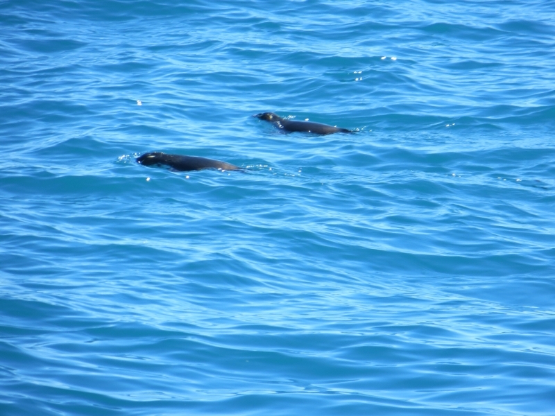 Neuseeland_2014_Tour_3_049