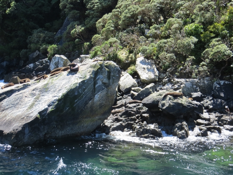 Neuseeland_2014_Tour_3_052