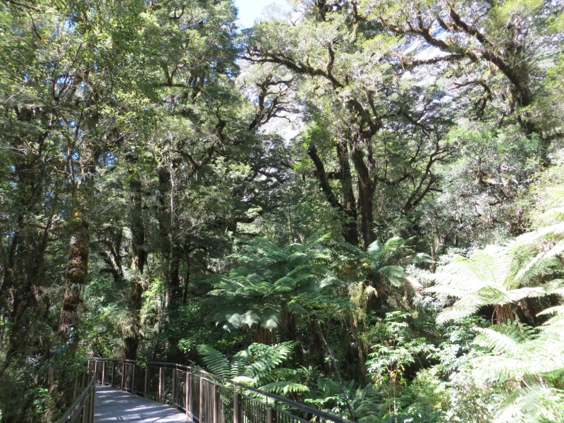 Neuseeland_2014_Tour_3_085