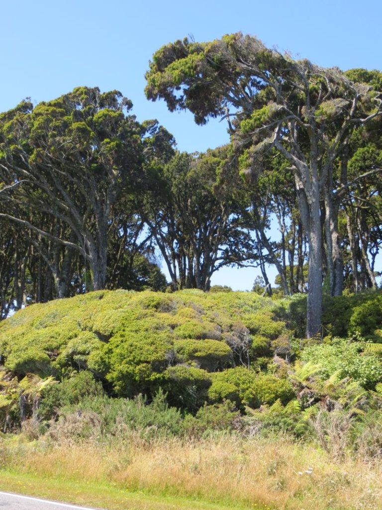 Neuseeland_2014_Tour_6_37