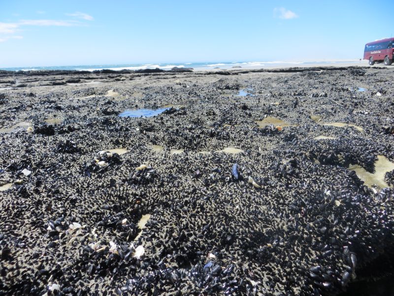 Neuseeland_2014_Tour_9_43